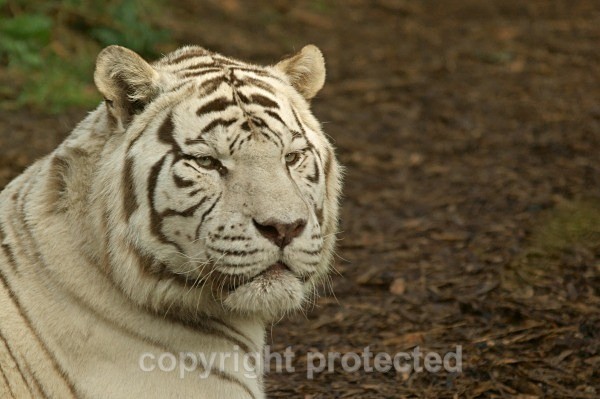 White Bengal Tiger - Sasha (Colchester Zoo) - Tigers
