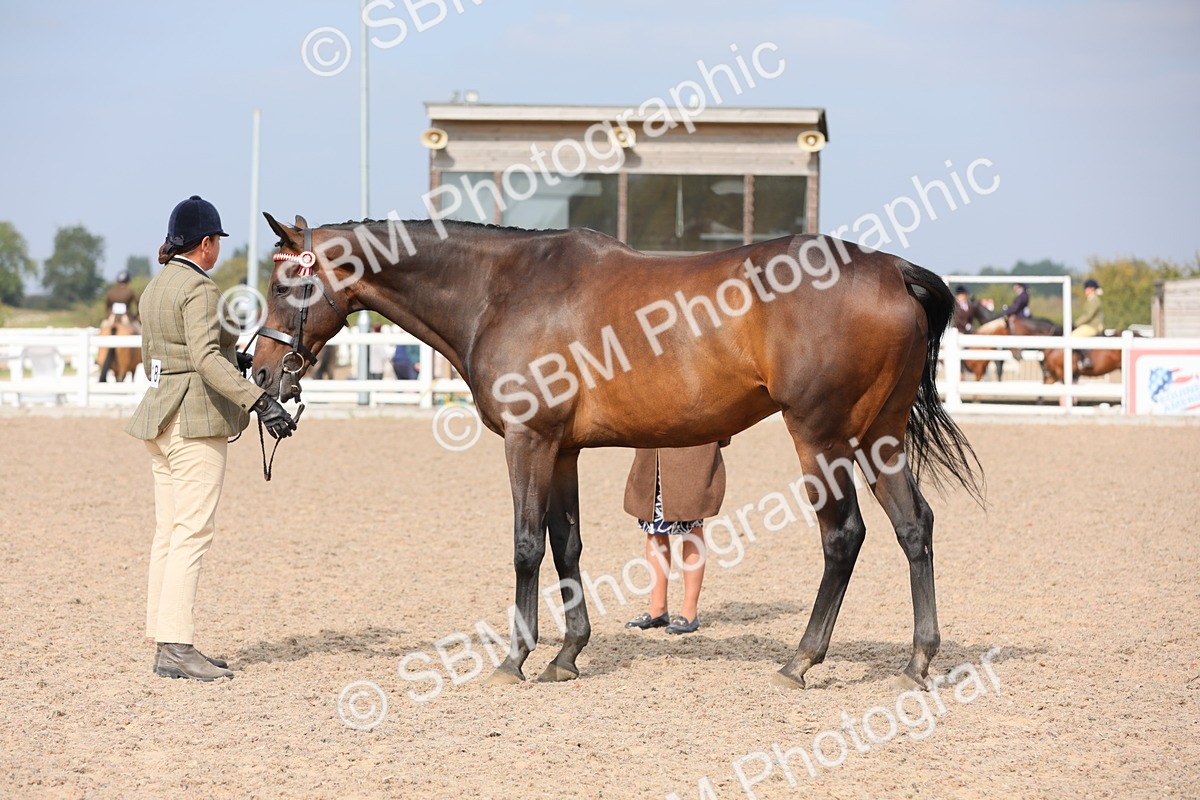 SBM_15921 - Class 313 IH Retired Racehorse