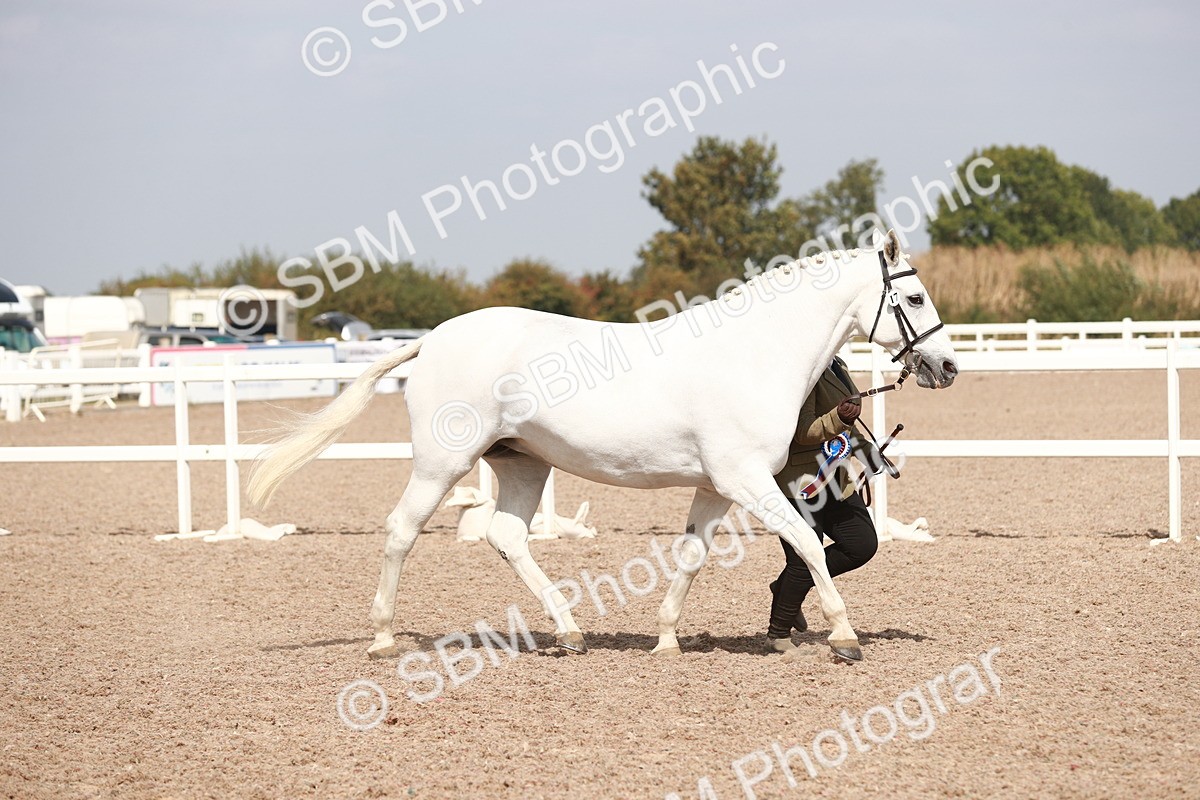 SBM_13309 - Class 208 IH Veteran Horse