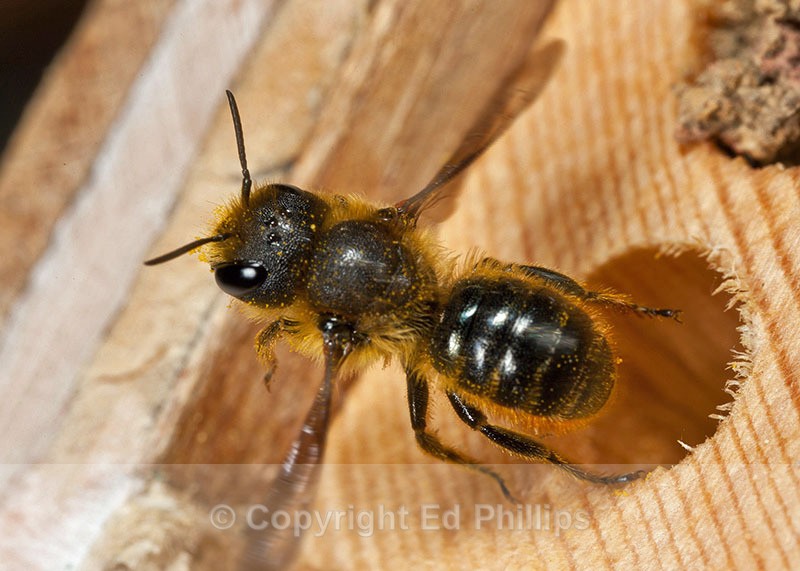 Osmia leaiana (f) - Osmia leaiana
