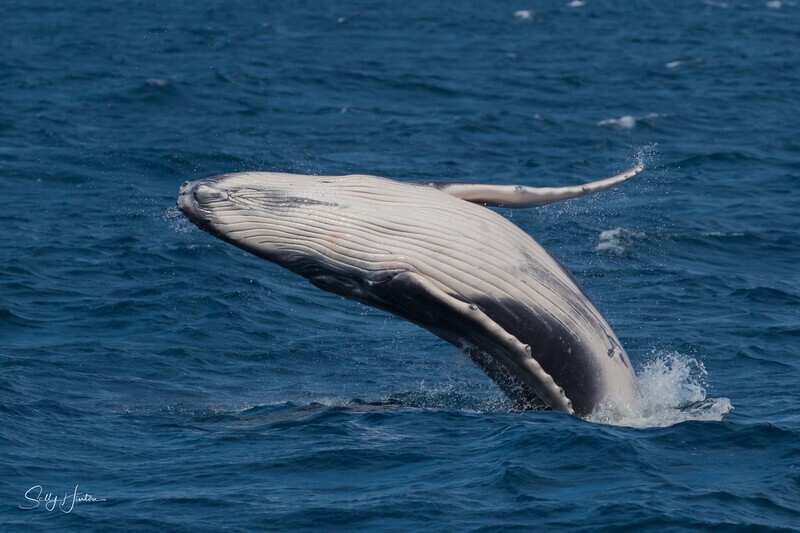 Baby Breach 2. 0A3A9840 - 2025 Whales