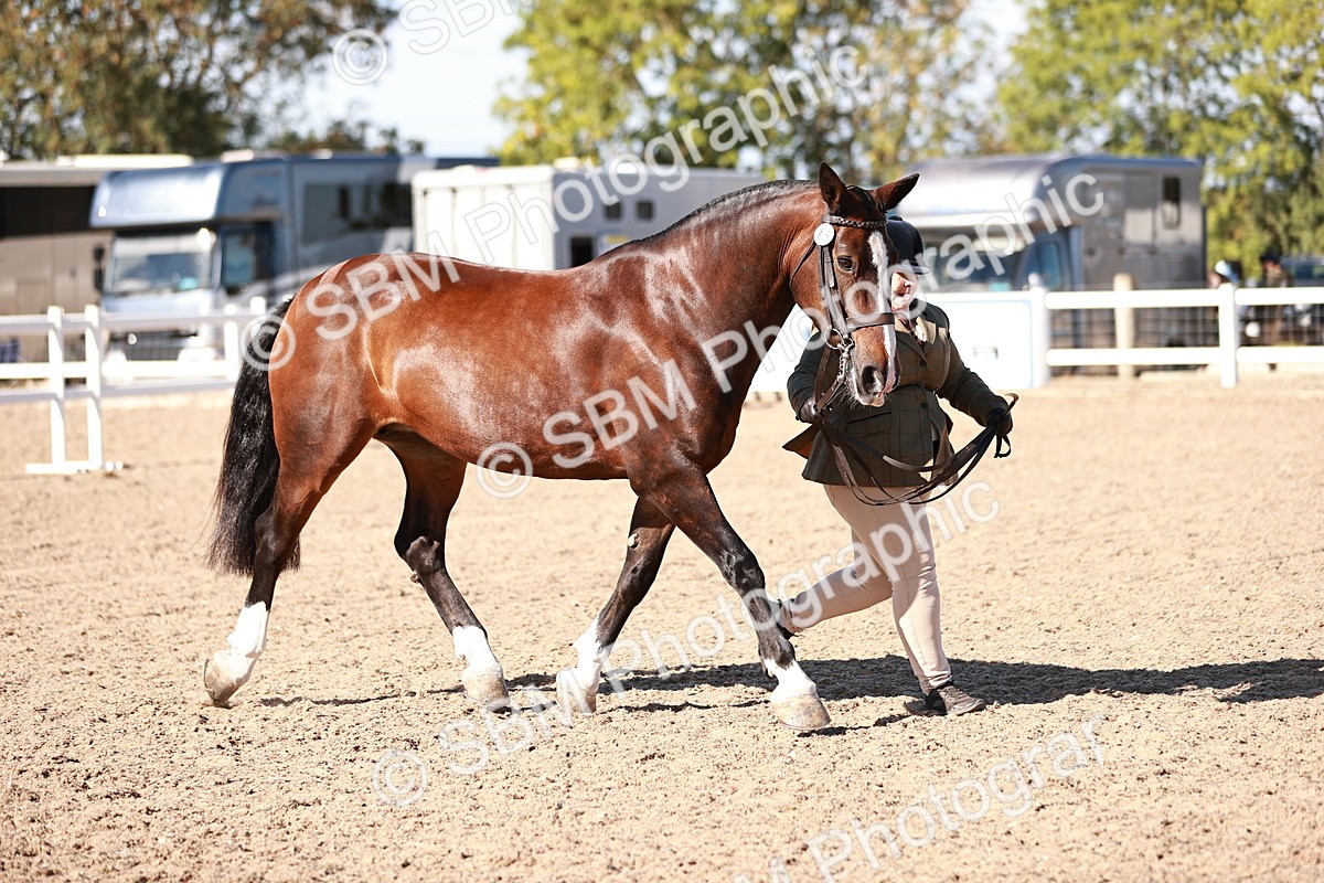 SBM_13218 - Class 405 - IH Show Cob