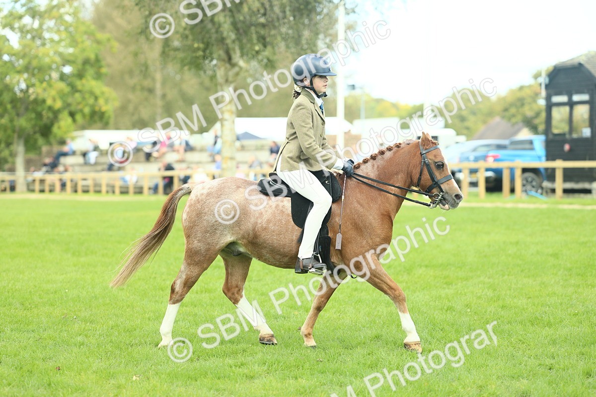 SBM_44665 - S31 - Working Hunter Pony