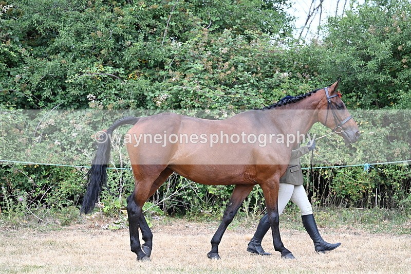WJ7_1824 - Class 4a Prettiest Mare 14.2hh and over hand