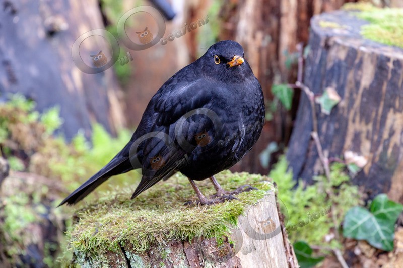 blackbird Turdus merula-3427 - UK birds