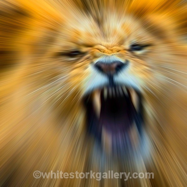 Lion - Wildlife and Animals: Art