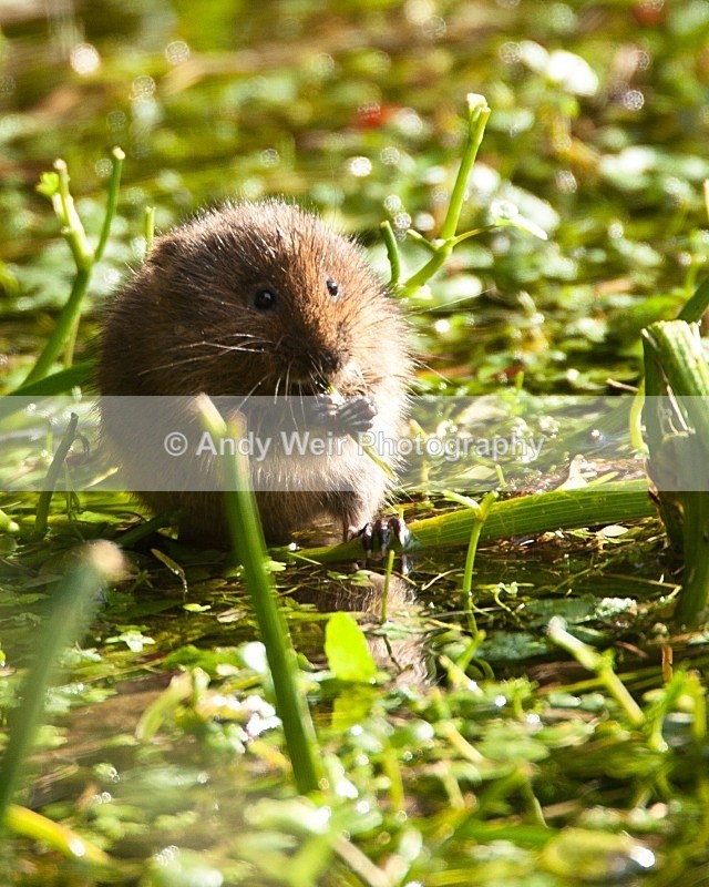 20090907-166 - Water Vole