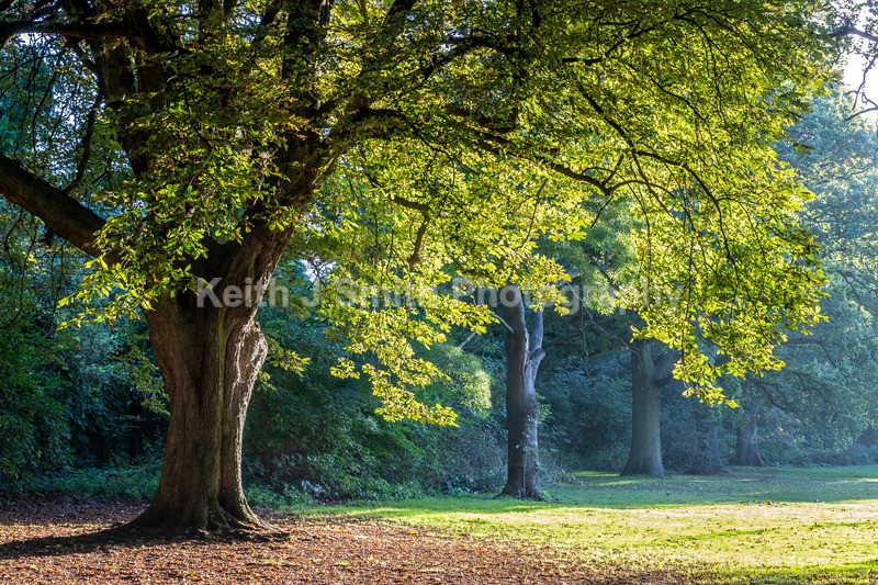 2KJS2917 - Trees in Abington Park