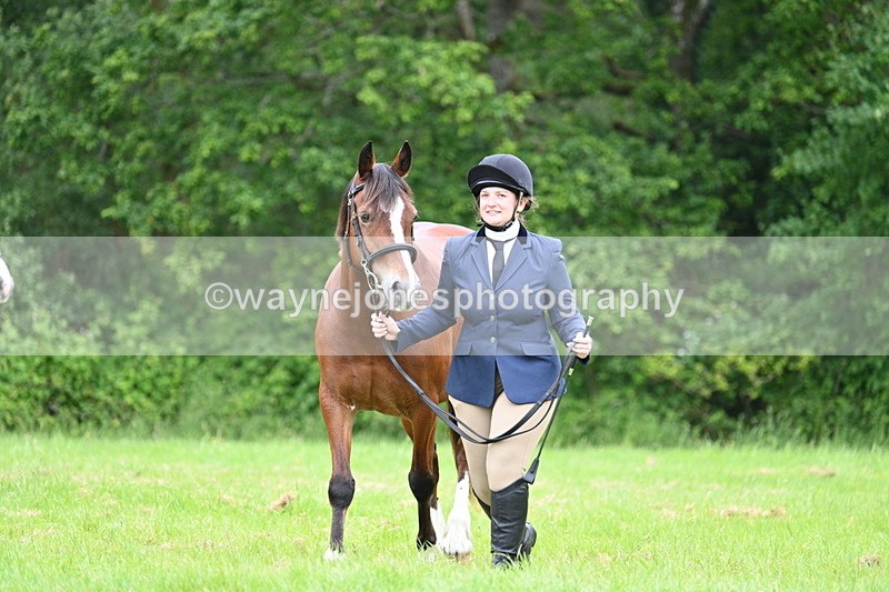 WJ7_4362 - Class 14B Prettiest Mare
