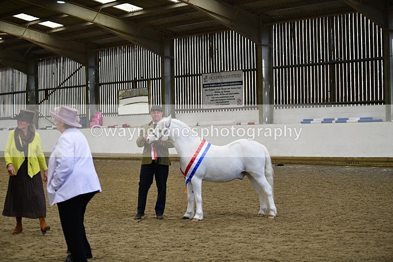 WJ5_5785 - Morning in hand Championship