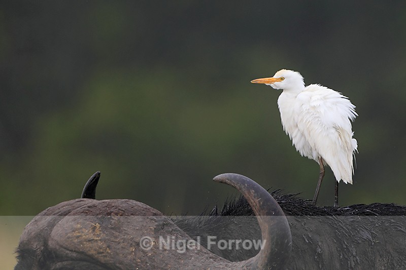 Cattle Egret riding on the back of a Water Buffalo - Cattle Egret