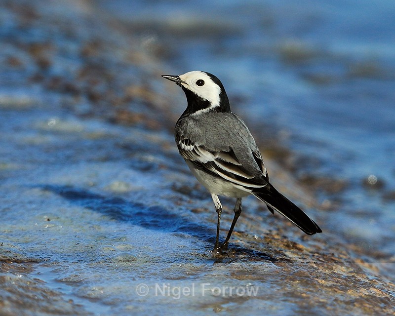 White Wagtail on the causeway at Farmoor - Pied Wagtail
