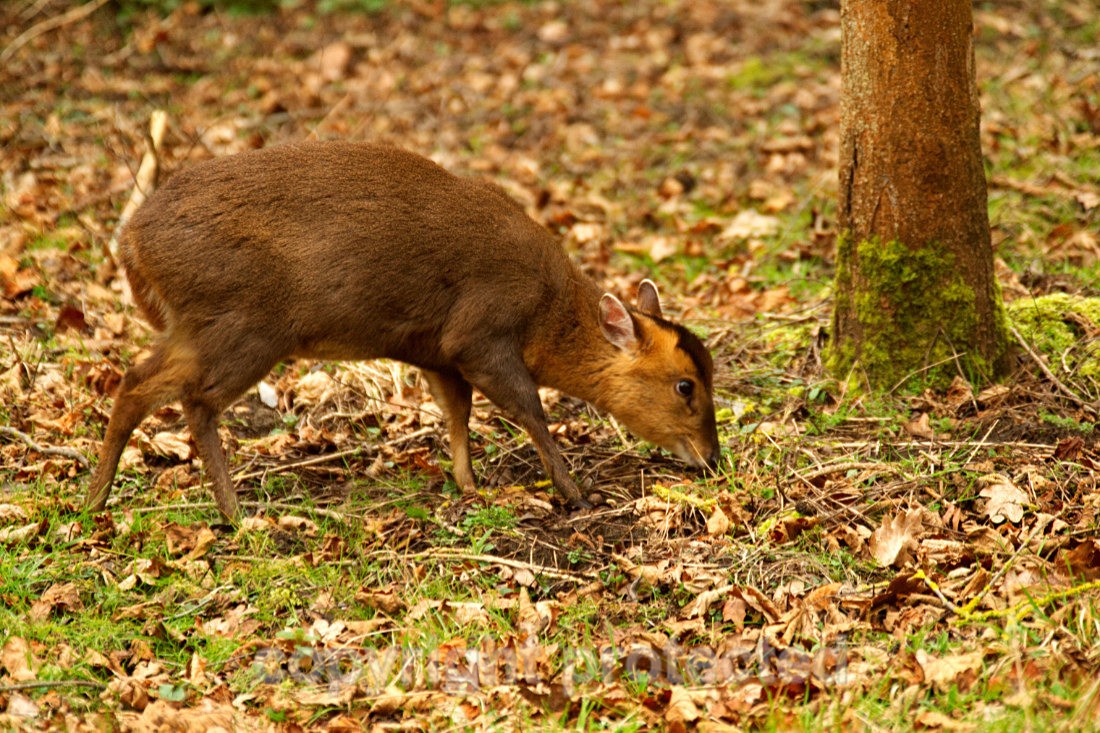 Muntjac Deer - Lackford Lakes - Suffolk - Mammals