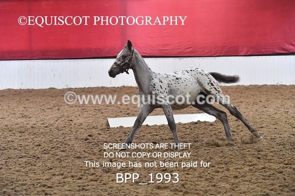 BPP_1993 - AFTERNOON 12.30 - 3.30PM