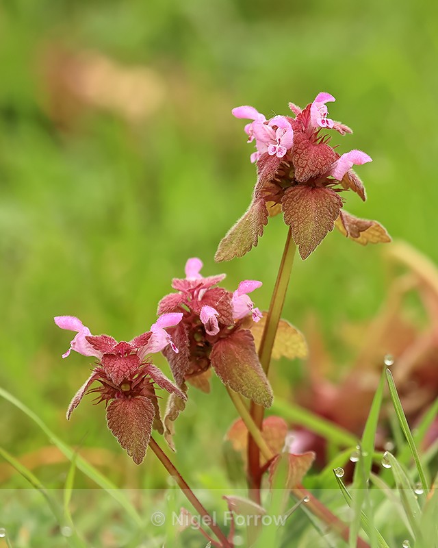 Red Dead-nettle flowers, Arne, Dorset - PLANTS