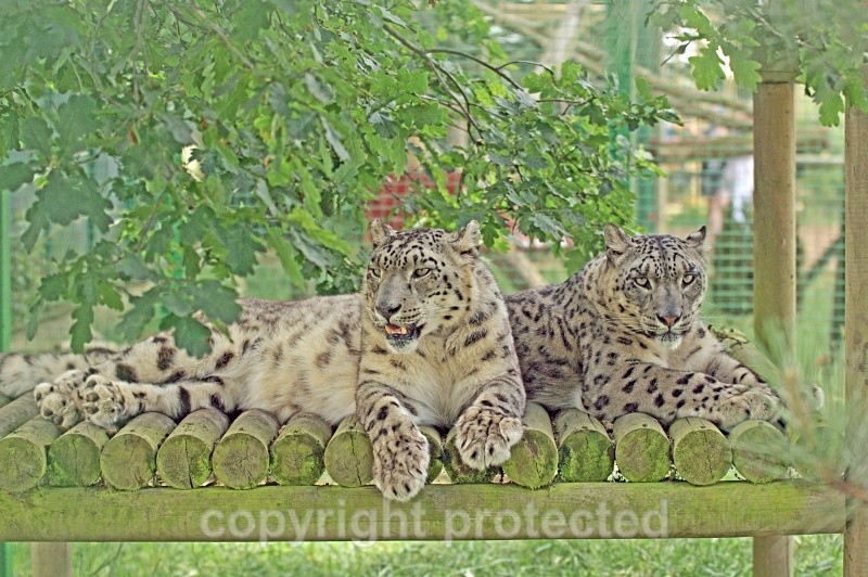 Ranschan and Mizi, the snow leopards at WHF