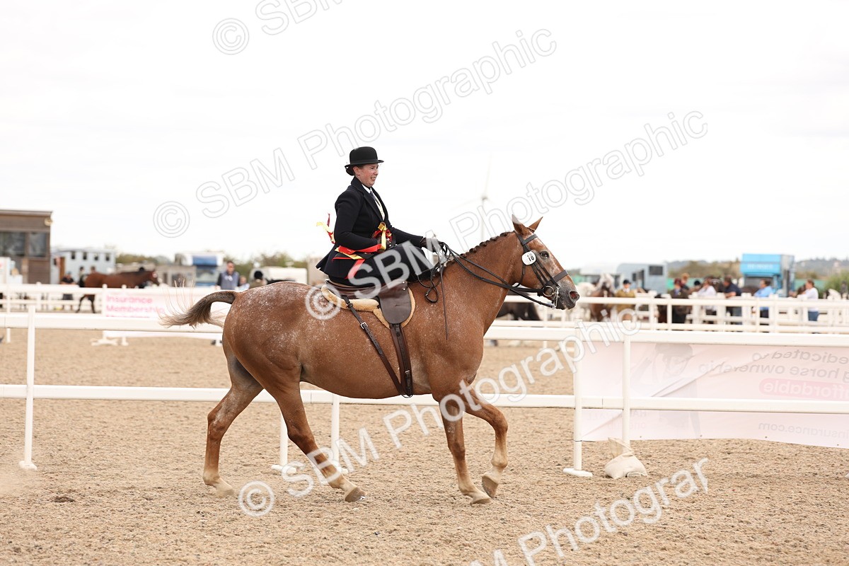 SBM_16450 - Class 211 - Best Side Saddle Horse - Pony