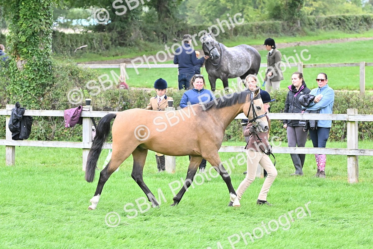 SBM_60957 - S48 - Mountain & Moorland In Hand Small Breeds