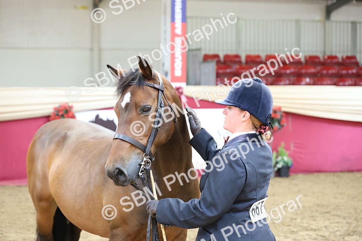 SBM_23372 - Class 903 - Supreme Final - IH Pre Vet