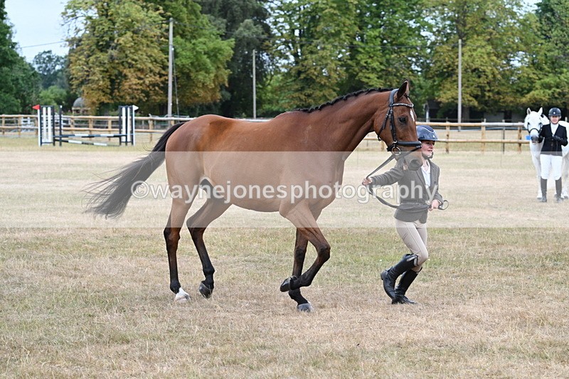WJ7_9995 - Class 5a Most Handsome Gelding (above 14.2hh)