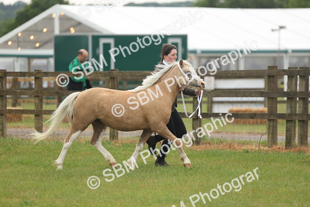 SBM_01351 - Class 50-57 - M&M Welsh Pony In Hand