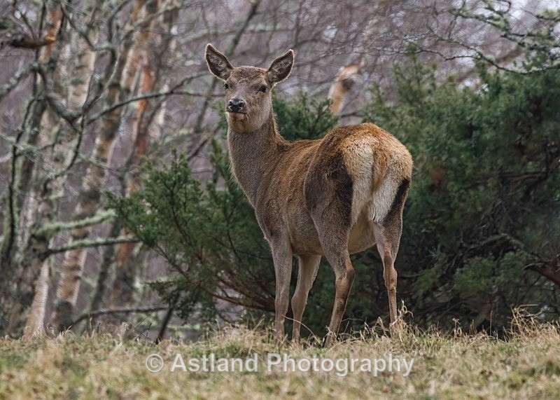 Sika Deer - Latest Images