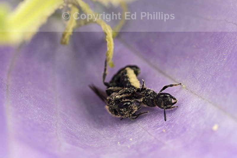 Chelostoma campanularum (Pair)