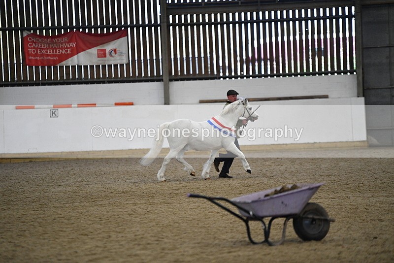 WJ5_5825 - Morning in hand Championship
