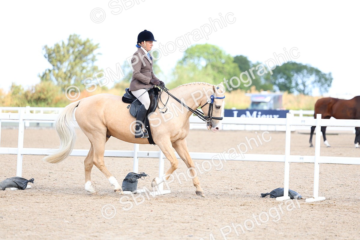 SBM_11201 - Class 306 - Ridden Foreign Breeds - Part Bred