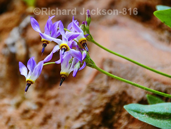 Shooting Star - Flowers