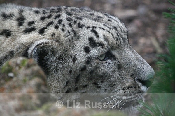 Snow Leopard - Wildlife