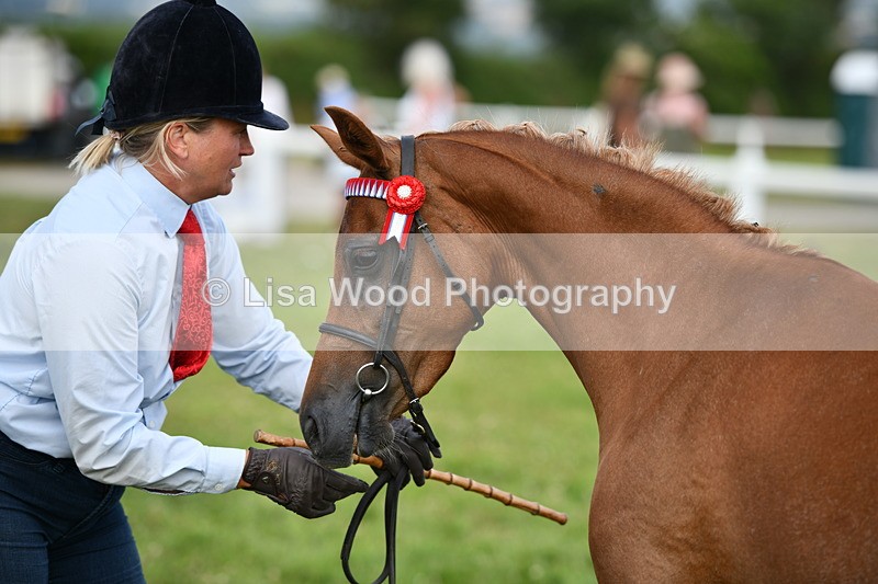 DSC_8495 - Class 69: Pure, Anglo & Part Bred In Hand Arab