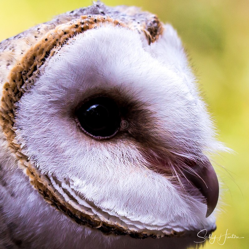 Barn Owl Portrait 3