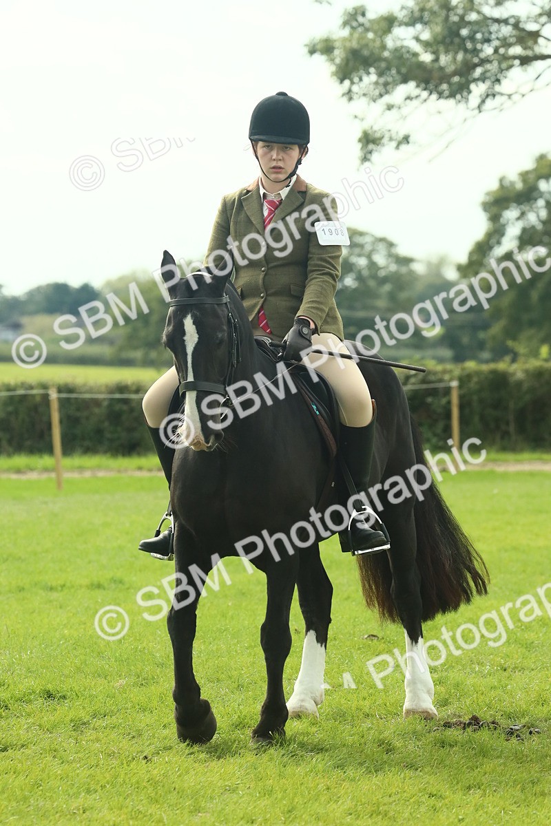 SBM_68227 - S58 - Mini Show Cob Ridden