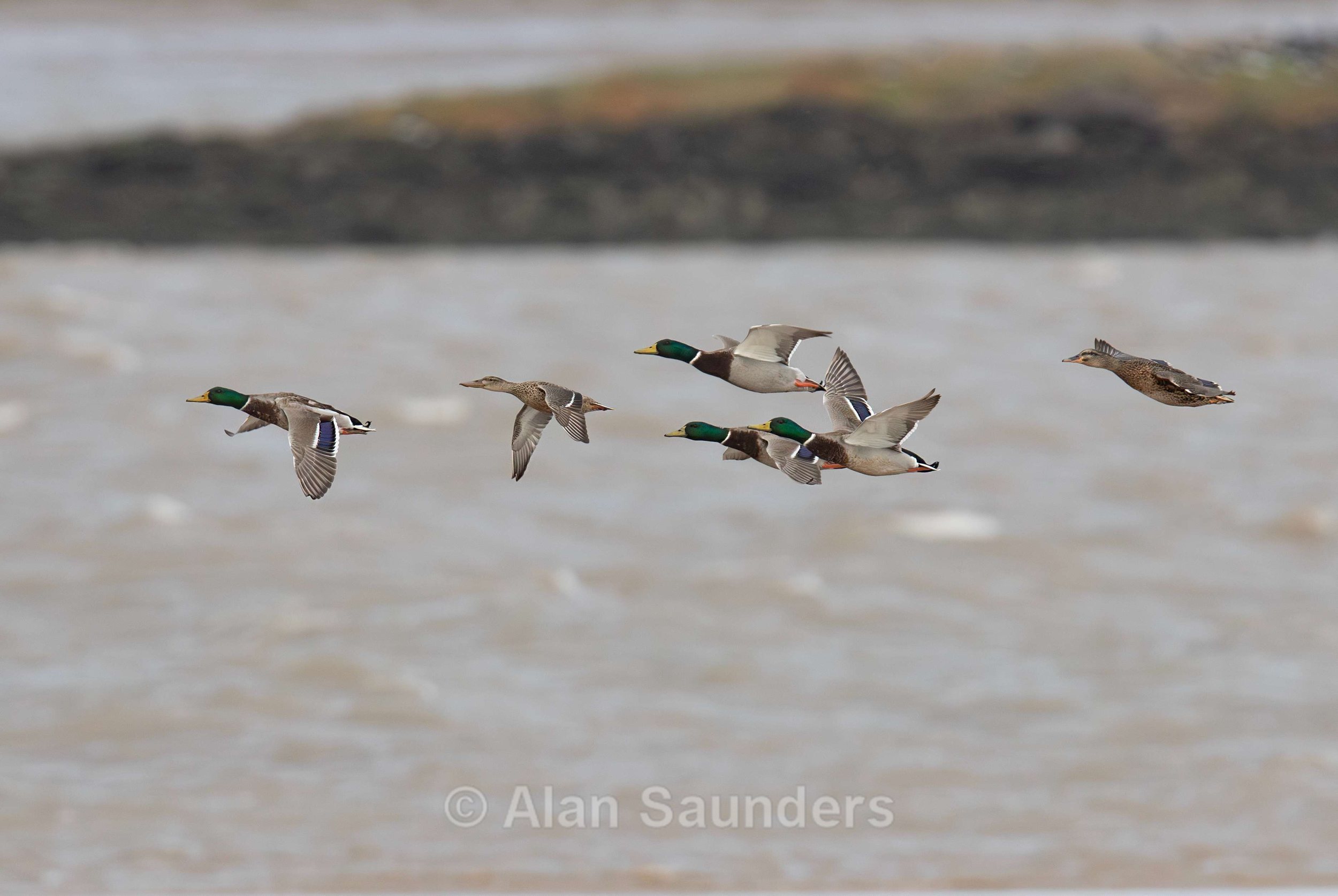 Mallard 3 (with female Shoveler)