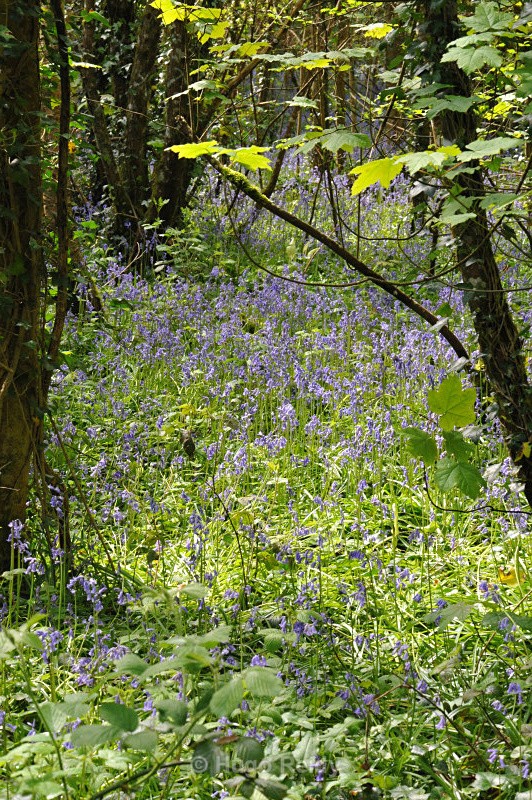  - Bluebells