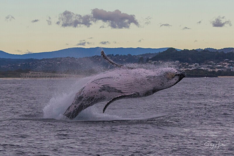 0A3A5297 - 2024 Whale Photos