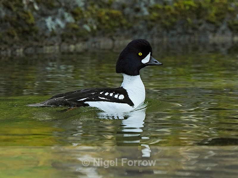 Barrow's Goldeneye (male), Ásbyrgi, Iceland - Barrow's Goldeneye