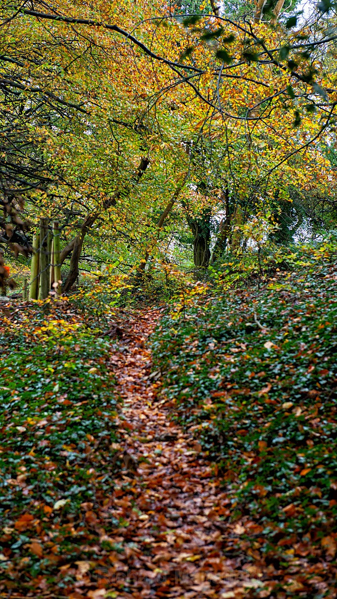  - Autumn