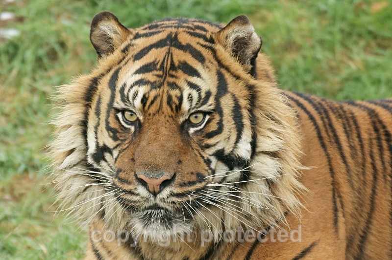 Sumatran Tiger - Nias' threatening look (WHF) - Tigers