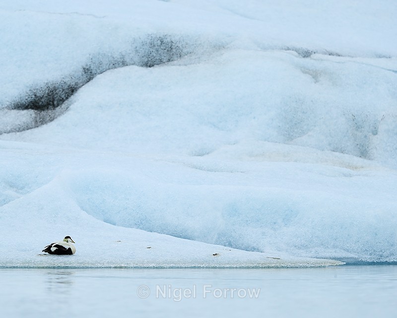Eider resting on iceberg, Jokulsarlon, Iceland - Eider