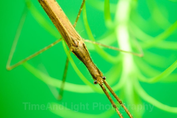 Freshwater Stick insect - Freshwater Life