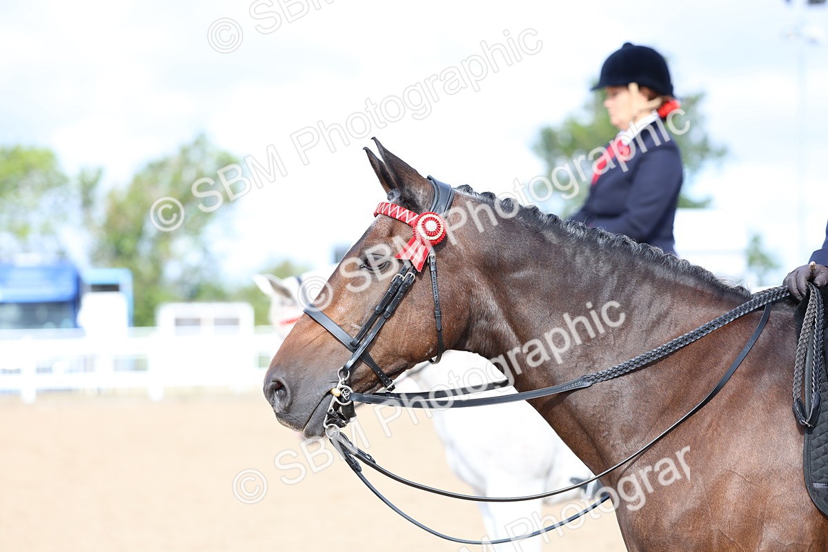 SBM_09166 - Class 303 - Ridden Pure Bred Horse Pony