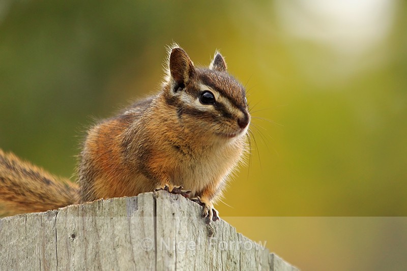 Least Chipmunk, close view, Banff - Chipmunk