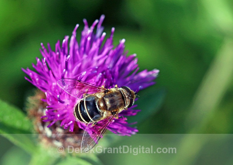 Eristalis dimidiata - Bees, Beetles, Bugs
