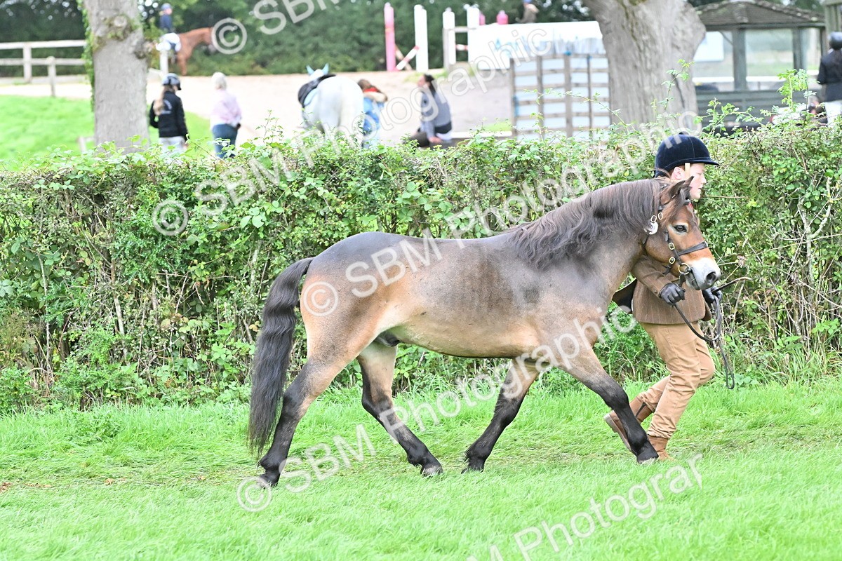 SBM_61009 - S48 - Mountain & Moorland In Hand Small Breeds