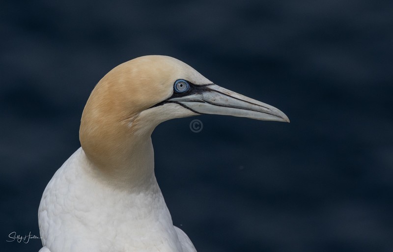 Northern Gannet Portrait