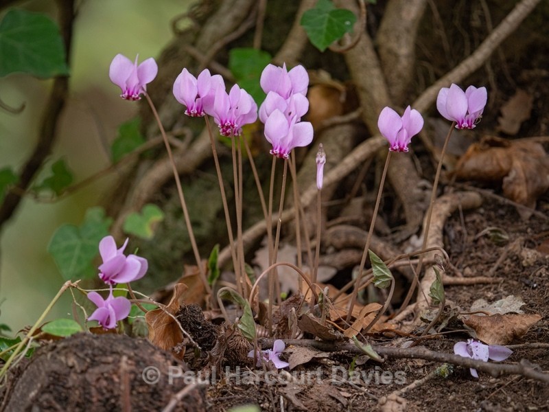 Ivy-leaved cyclamen, Sowbread (Cyclamen hederifolium) - Flowers in the Landscape - 2