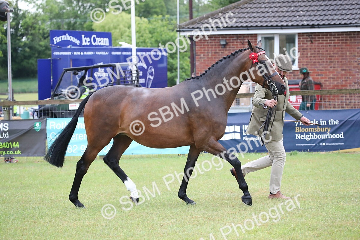SBM_00125 - Class 17-20 - Arab & Part Bred - Anglo Arab In Hand