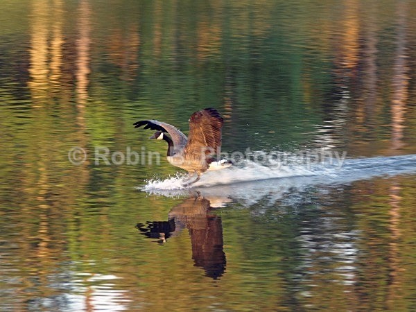  - animals and wildlife